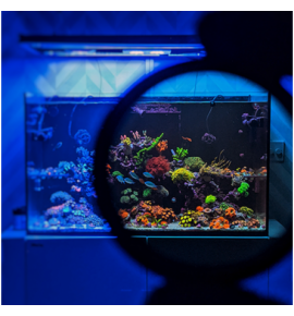 Coral Colour Lens GEN2 - Lentille pour photographie coraux