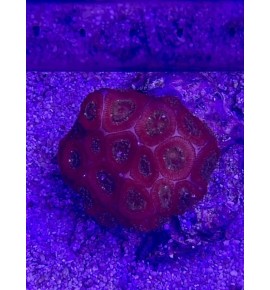 Micromussa amakusensis (Import)