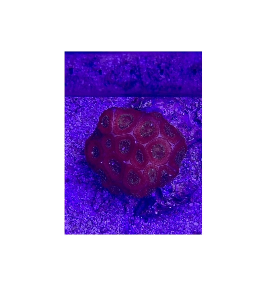 Micromussa amakusensis (Import)