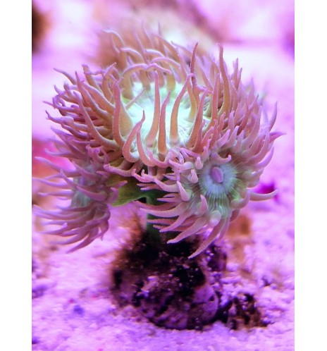 Duncanospammia sp. (CH)