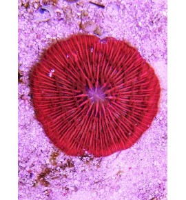 Fungia  rose (import)