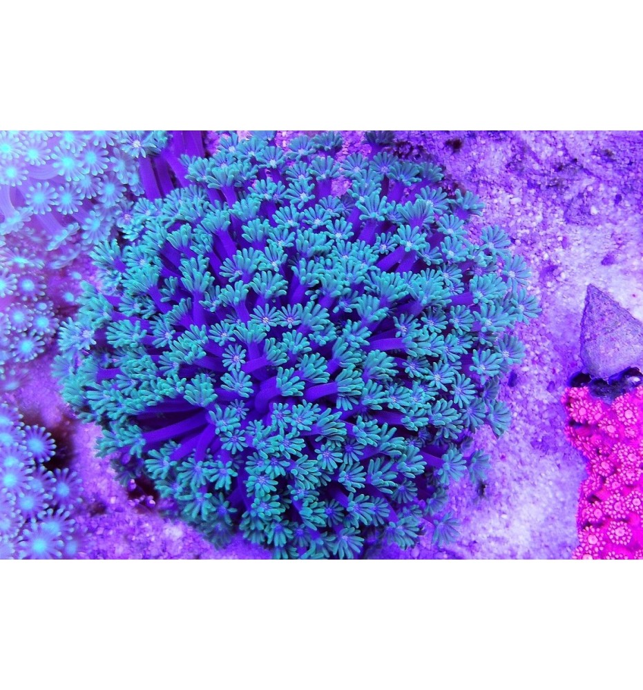 Alveopora green (CH)