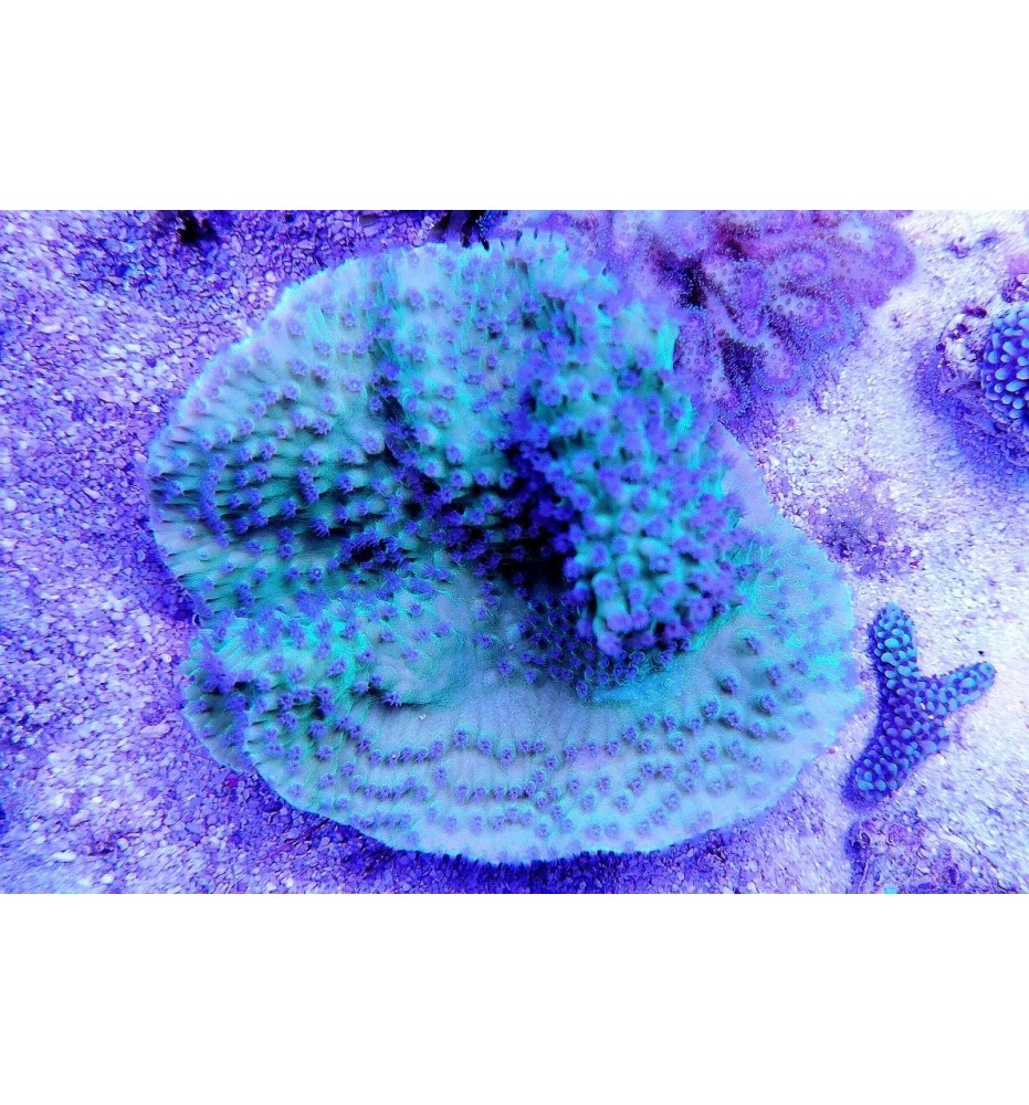 Turbinaria reniformis vert (CH)
