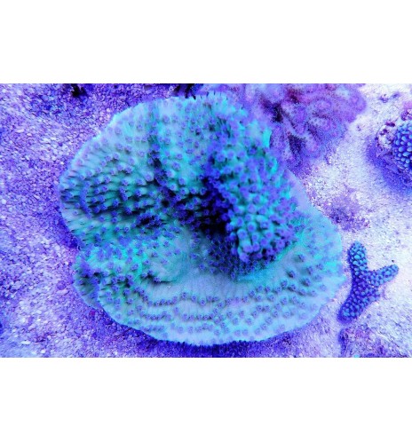 Turbinaria reniformis vert (CH)