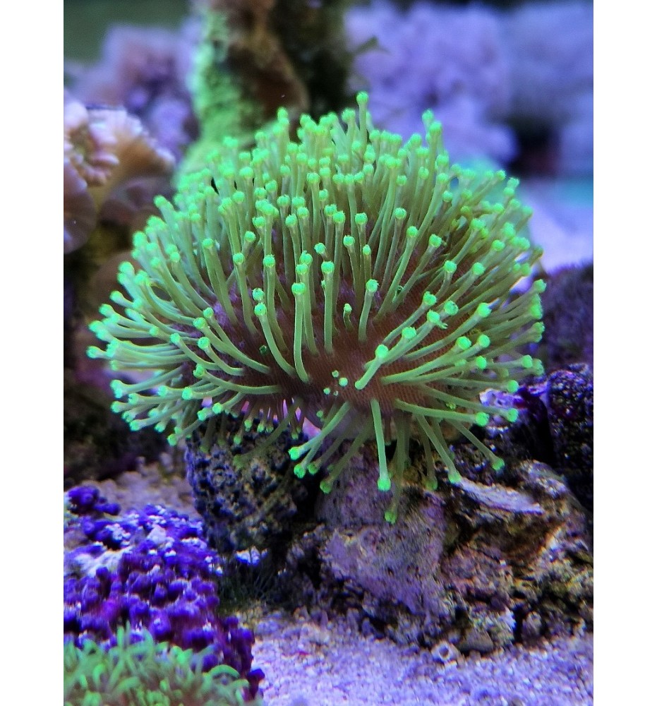 Sarcophyton sp. (CH)