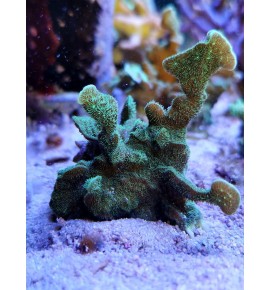 Pavona decussatus (CH)