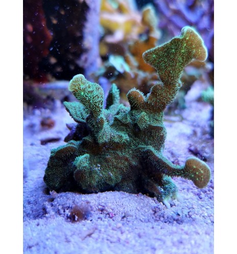 Pavona decussatus (CH)