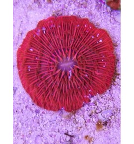 Fungia  rose (import)