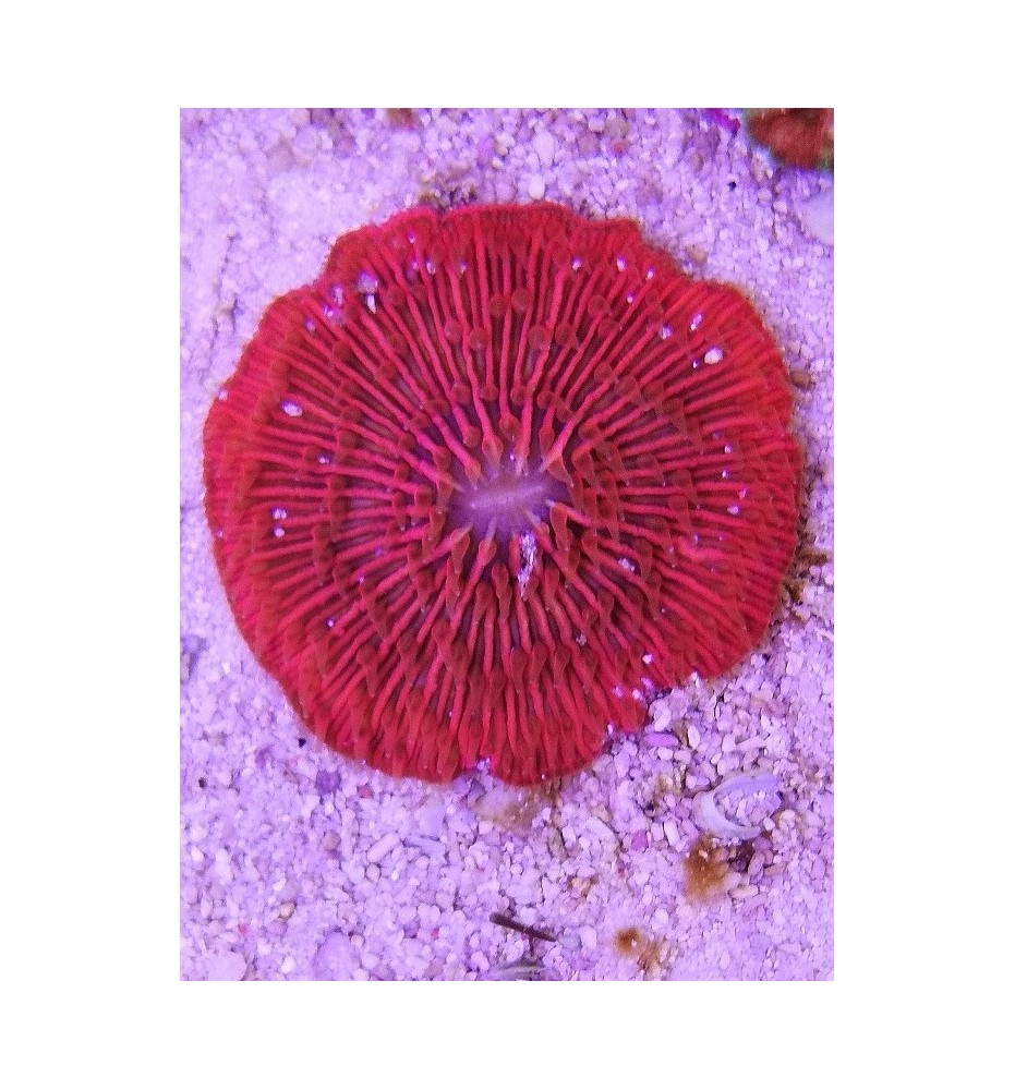 Fungia  rose (import)