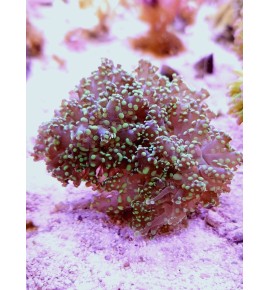 Euphyllia yayamensis  (CH)