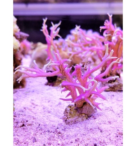 Seriatopora hystrix (CH)