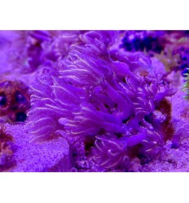 Clavularia tricolore (CH)