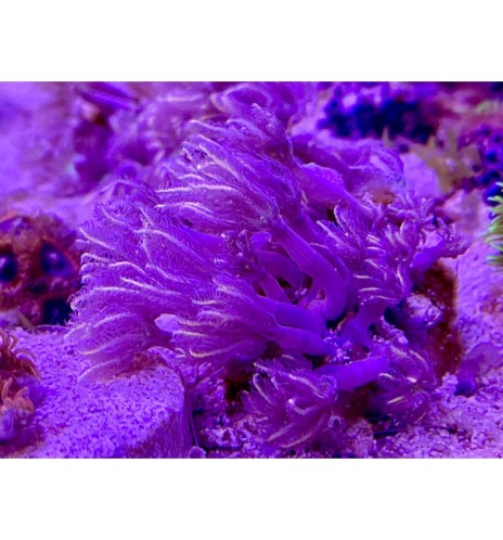 Clavularia tricolore (CH)