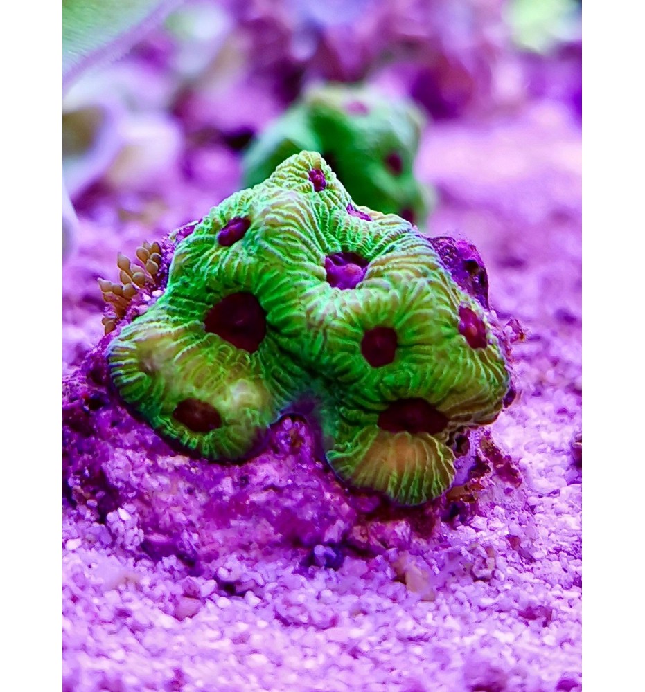 Favite pentagona gold peanapple