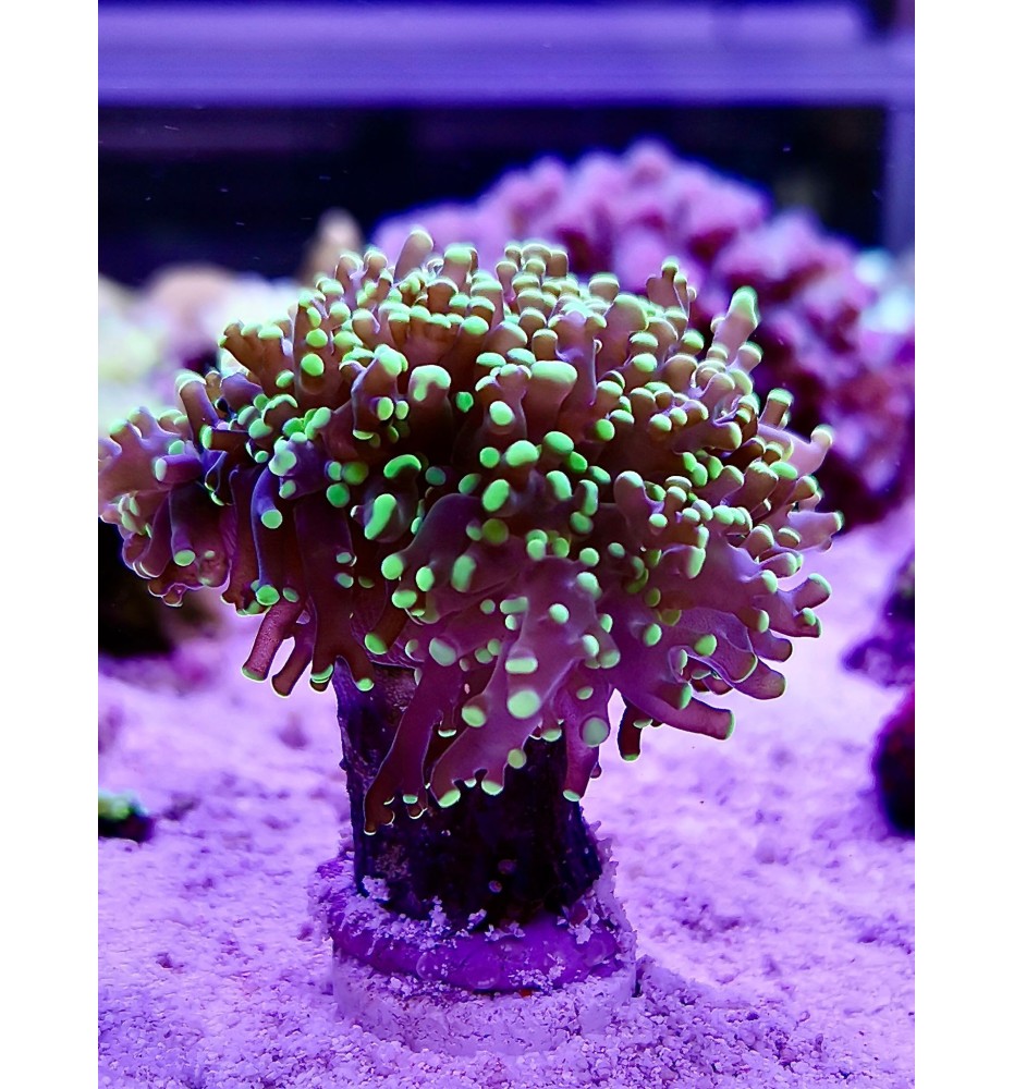 Euphyllia paradivisa  (CH)
