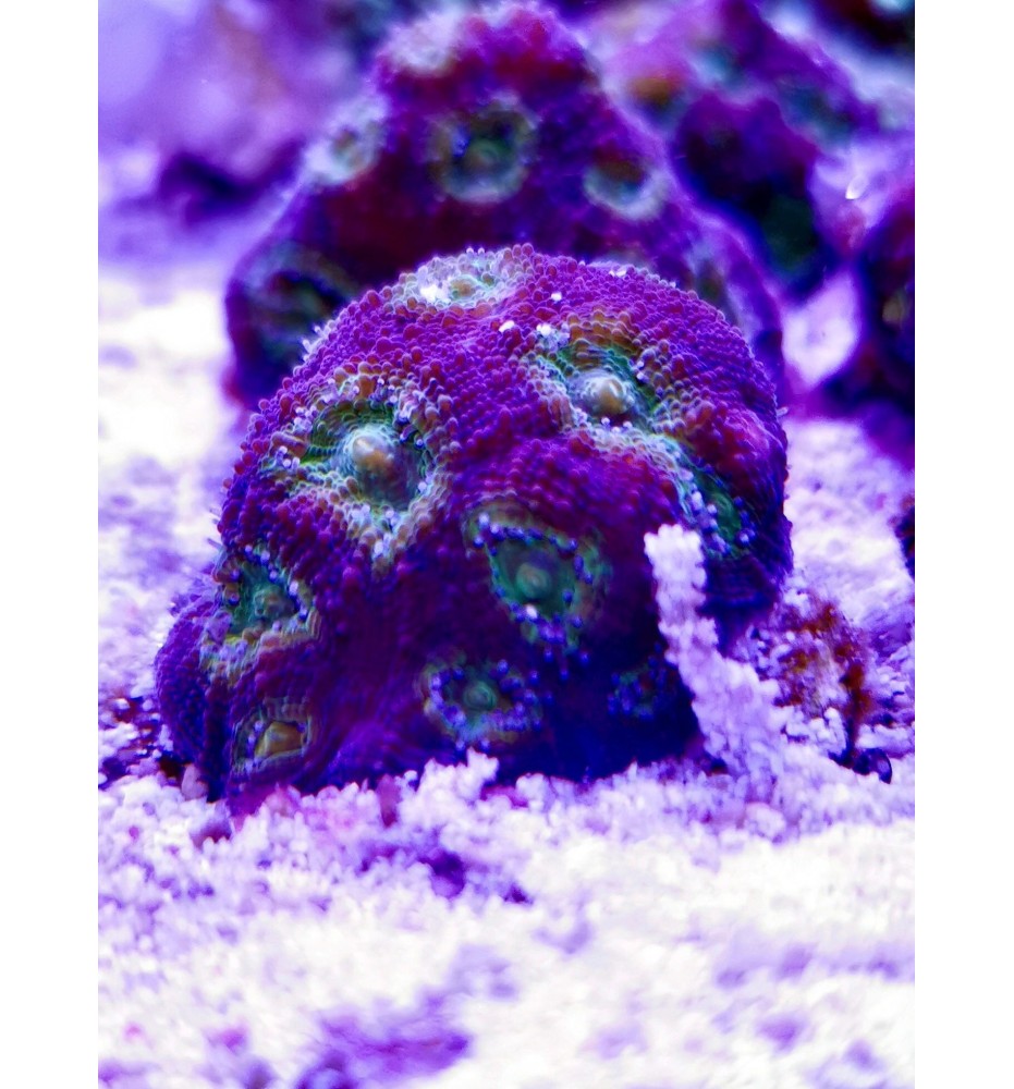 Acantastrea rotundoflora