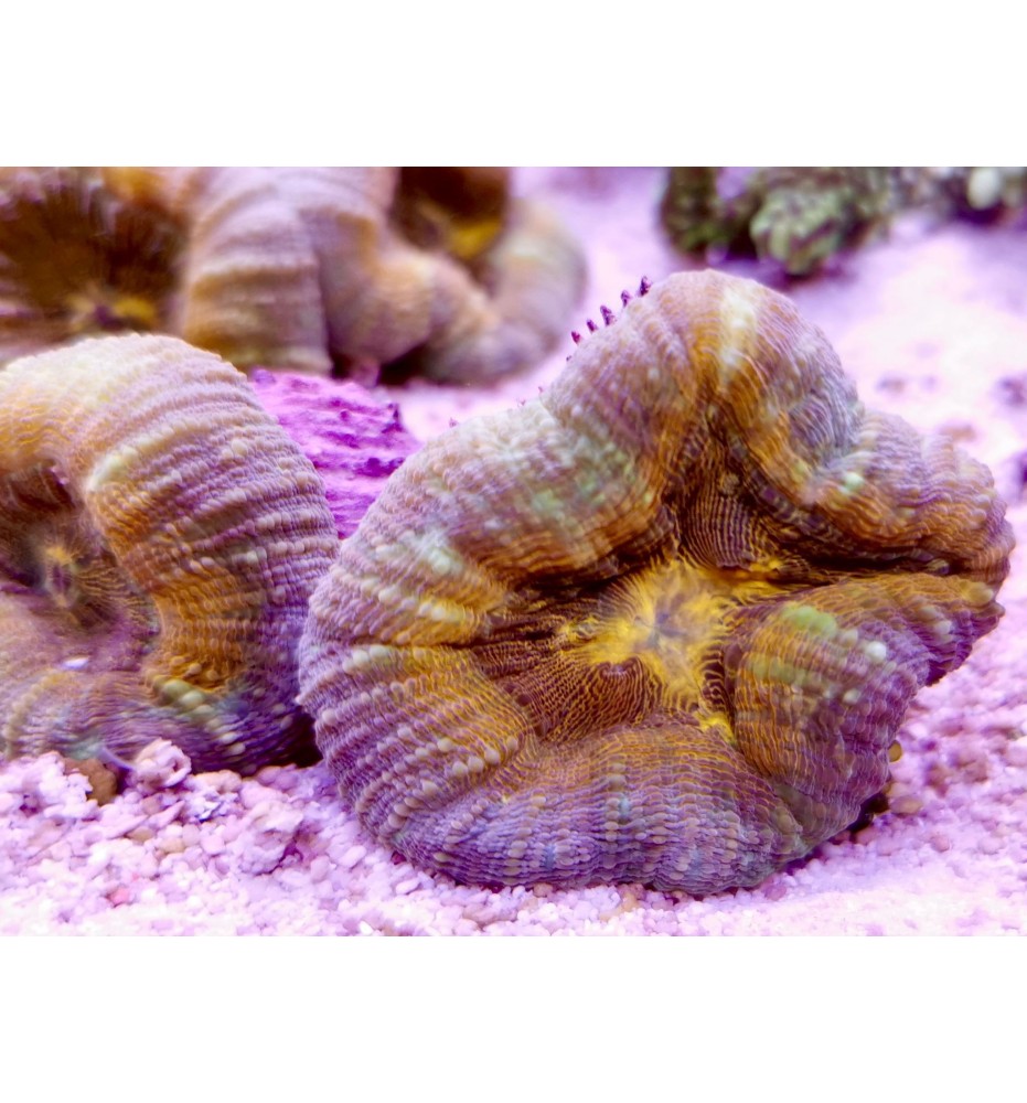 Lobophyllia sp. double (CH)