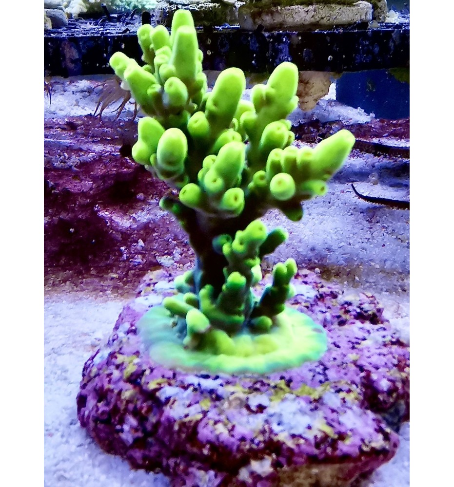 Acropora sp.