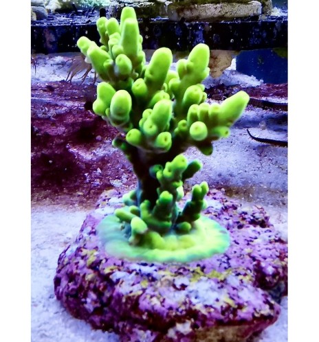 Acropora sp.