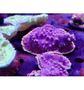 Turbinaria reniformis violet bord jaune