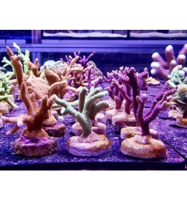 Montipora digitata orange / vert / violet