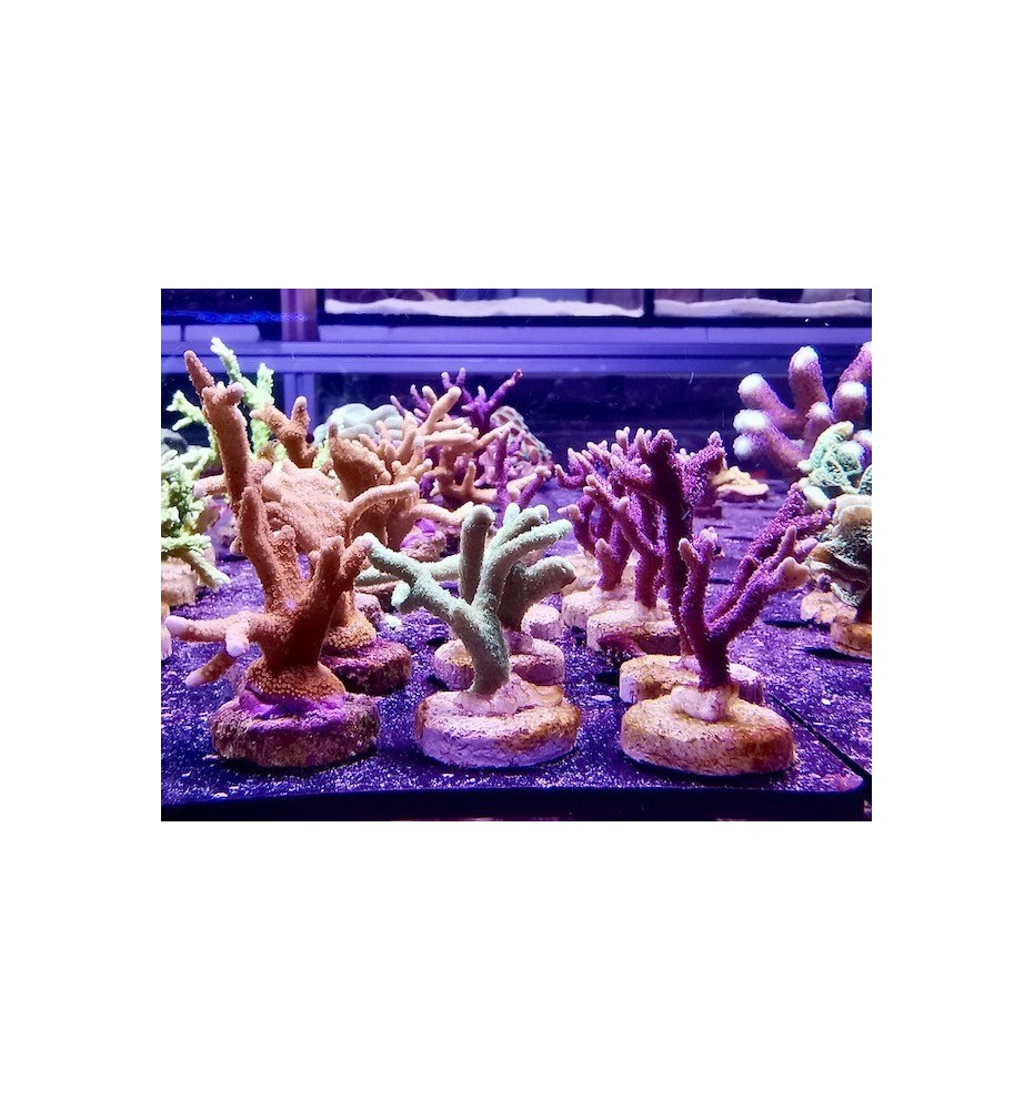 Montipora digitata orange / vert / violet