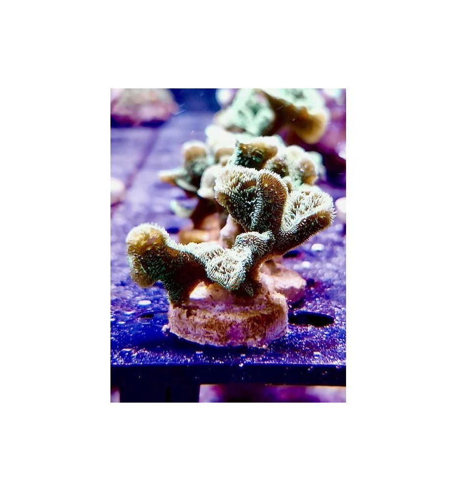 Pavona decussatus (CH)