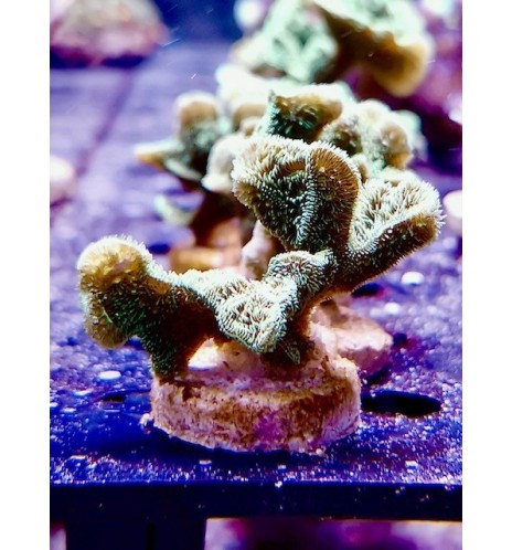 Pavona decussatus (CH)