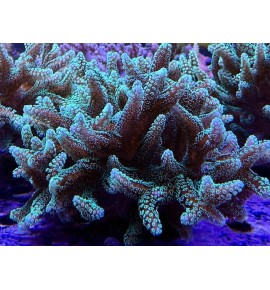 Seriatopora caliendrum (CH) XL