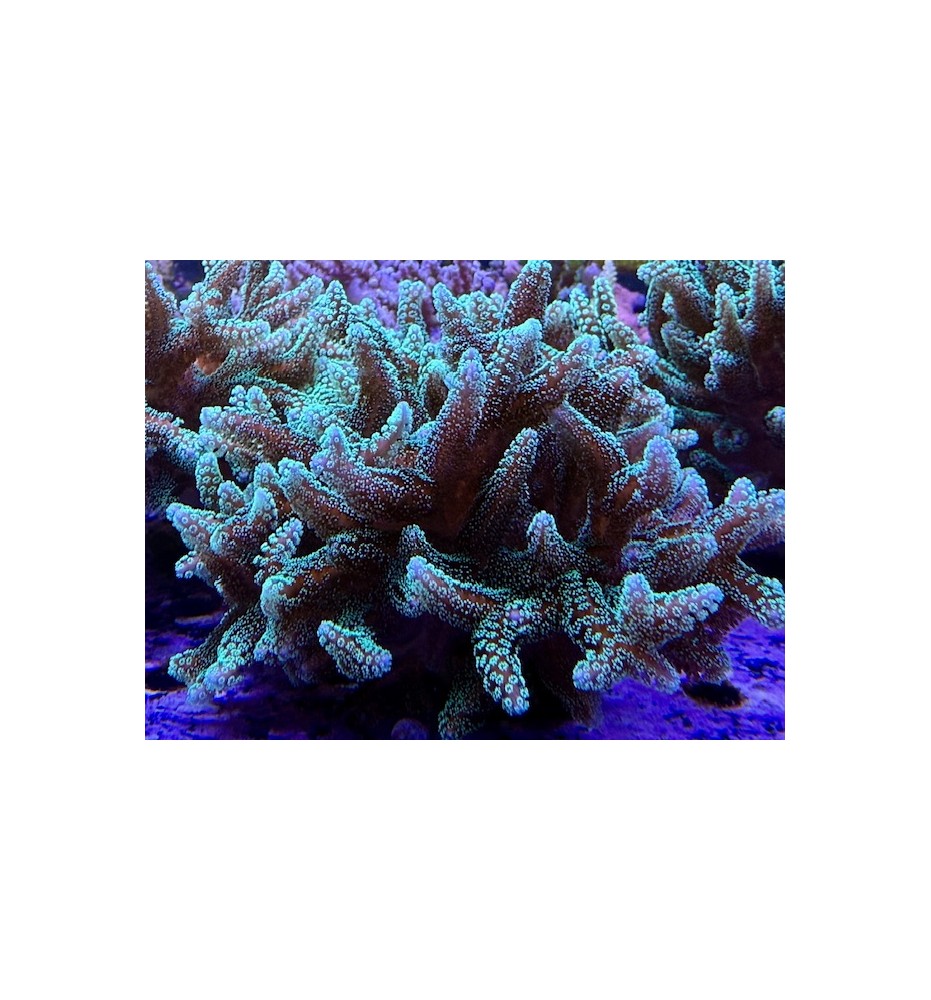 Seriatopora caliendrum (CH) XL