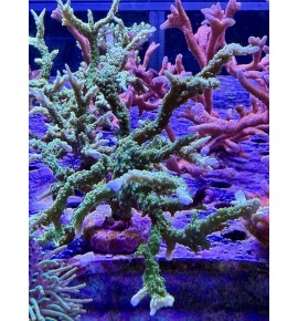Montipora stellata (CH) XL