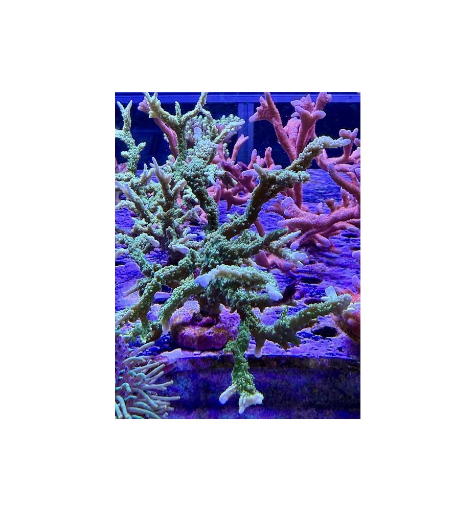 Montipora stellata (CH) XL