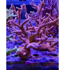 Montipora digitata orange (CH) XL