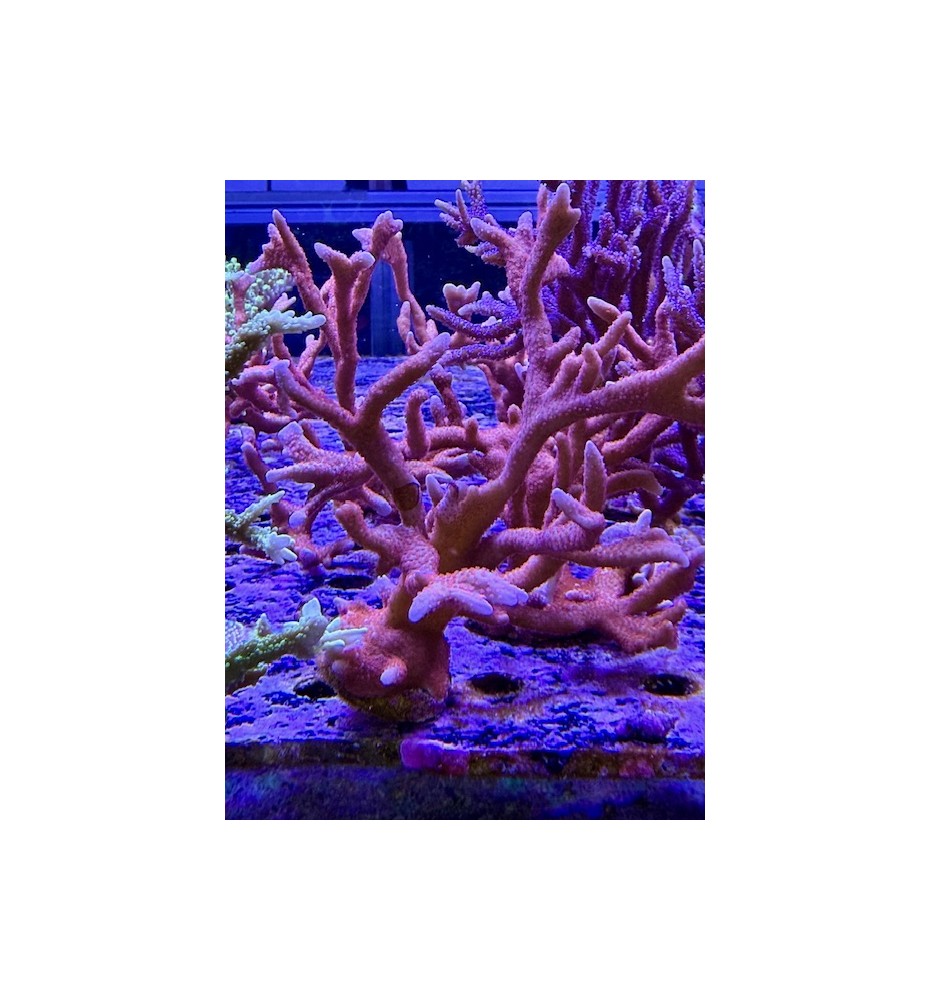Montipora digitata orange (CH) XL