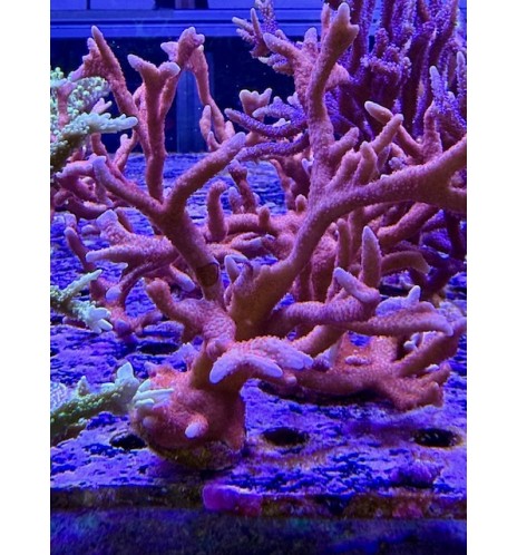 Montipora digitata orange (CH) XL