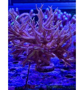 Seriatopora hystrix (CH) XL