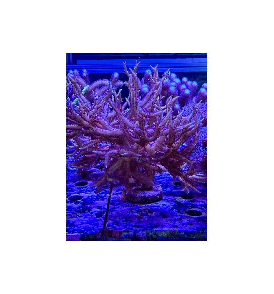Seriatopora hystrix (CH) XL