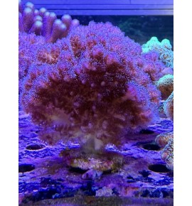 Pocillopora damicornis (CH) XL