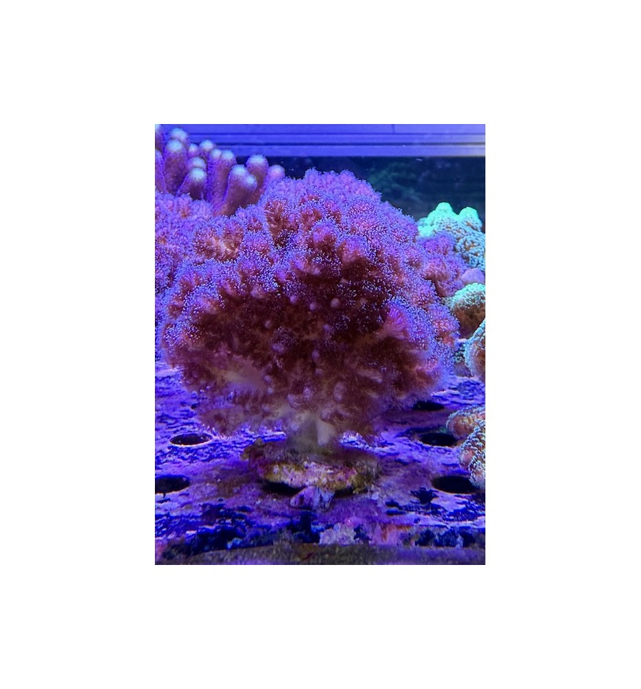 Pocillopora damicornis (CH) XL