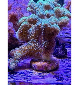 Stylophora pistillata vert XL