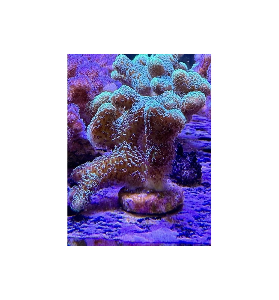 Stylophora pistillata vert XL