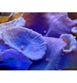 Discosoma sp. bleu (CH)