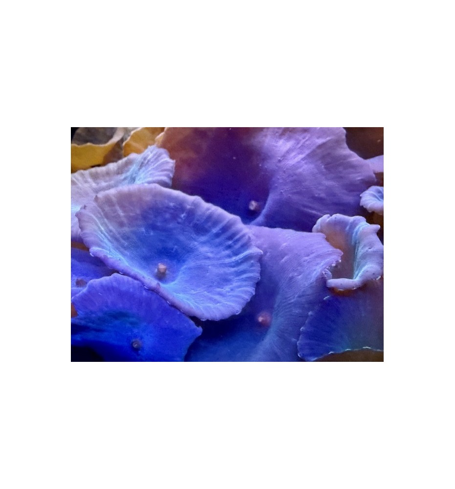 Discosoma sp. bleu (CH)