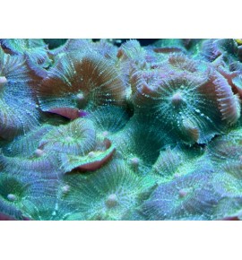 Rhodactis sp. vert (CH)