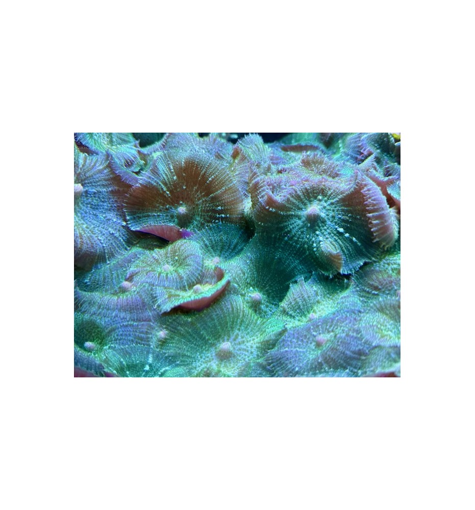 Rhodactis sp. vert (CH)