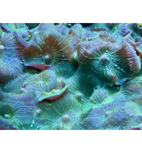 Rhodactis sp. vert (CH)