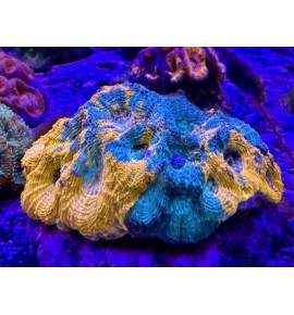 Acanthastrea echinata
