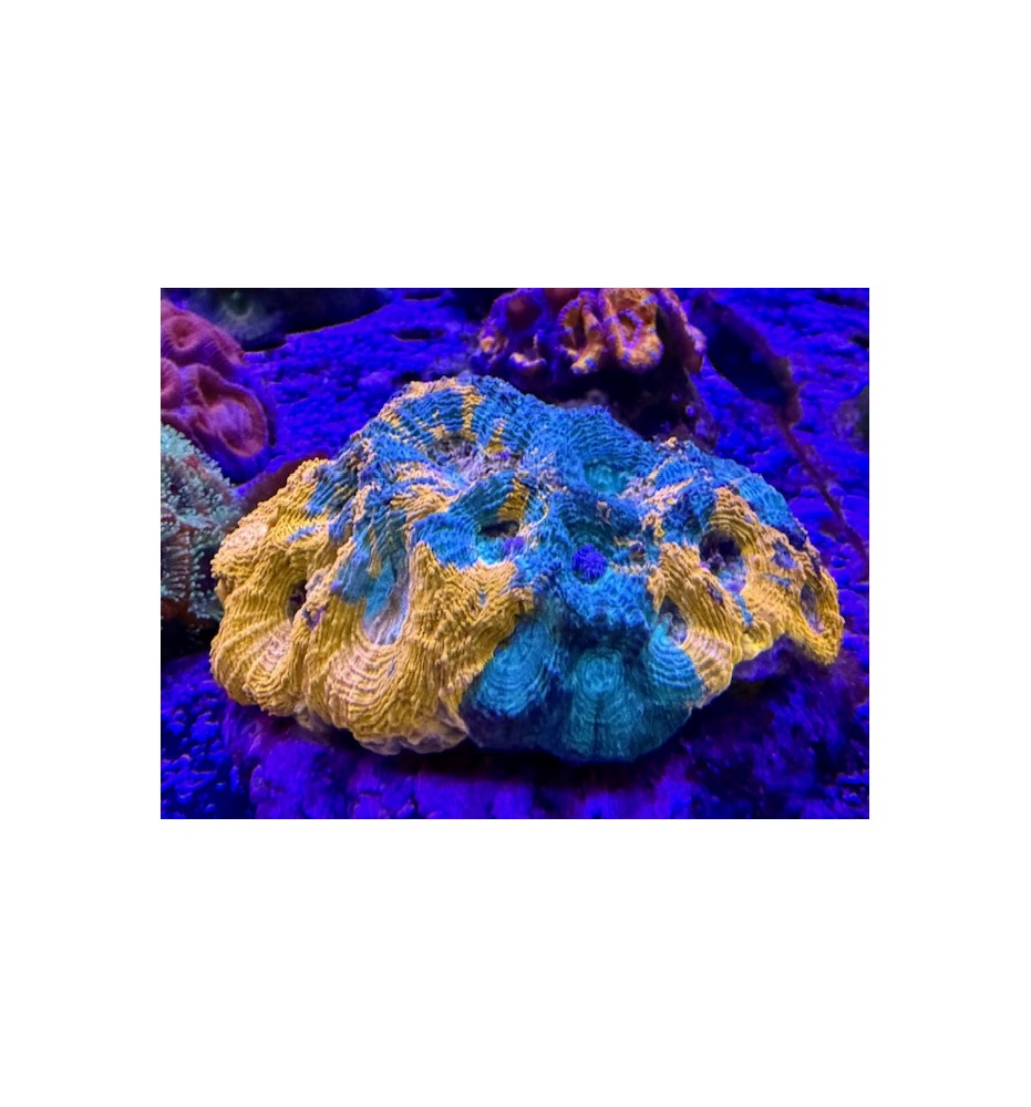 Acanthastrea echinata