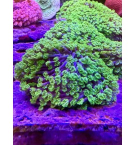 Alveopora green (CH)