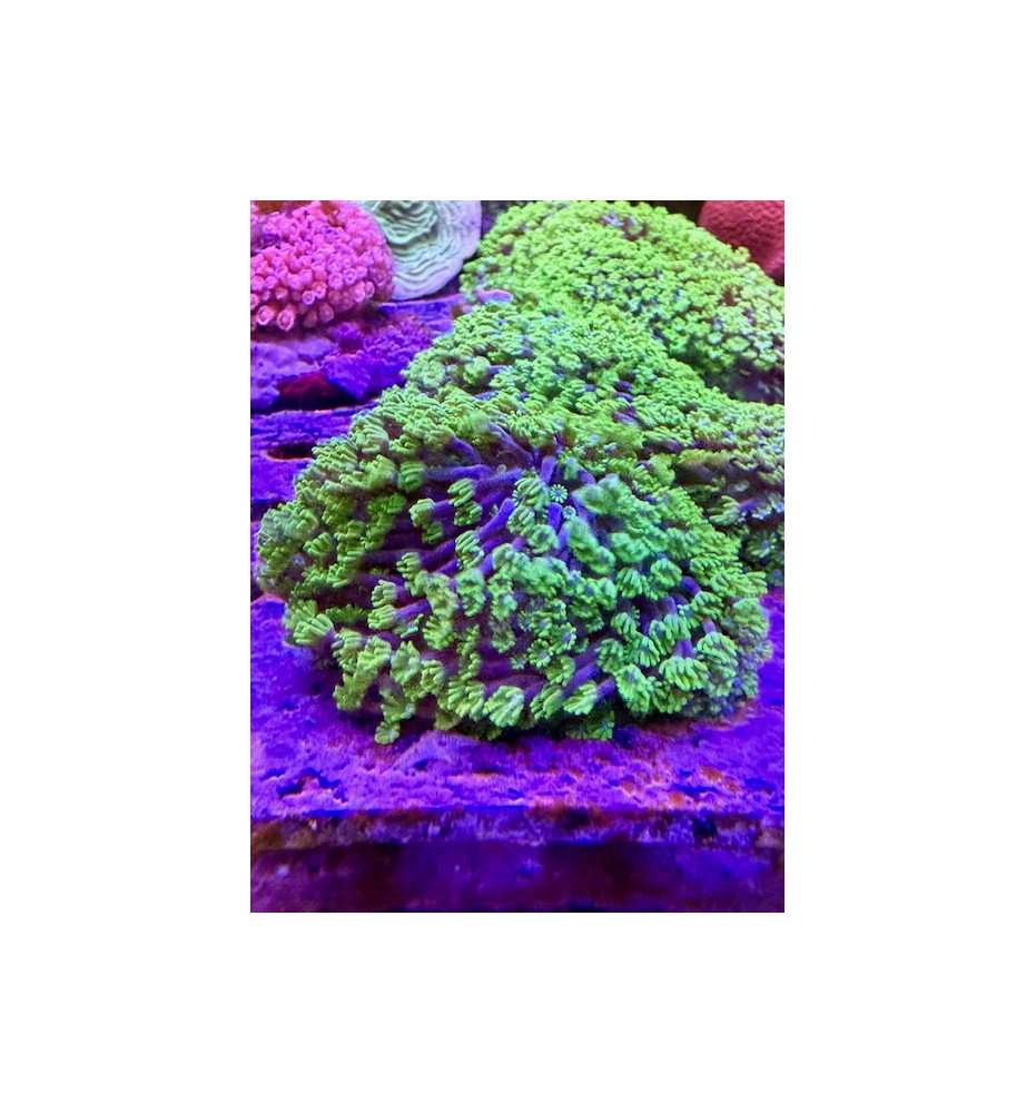 Alveopora green (CH)